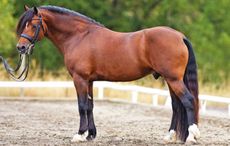british-bred