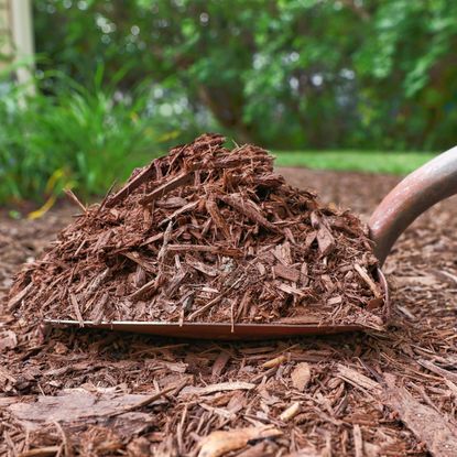 Closeup of shovel with mulch on it