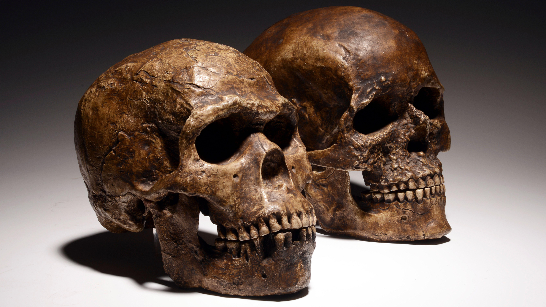 Two replicas of skulls are seated on a white table. That of the foreground is a Neanderthal, while the one in the background is an early homo sapiens.