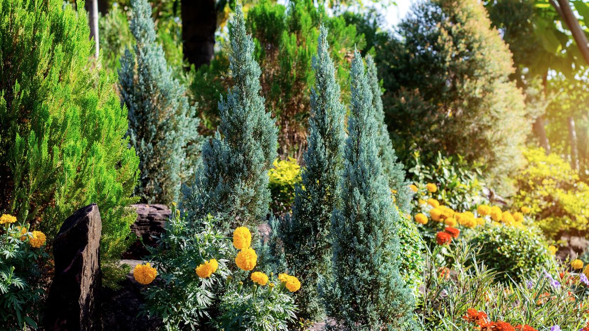 Best pine trees to grow 11 choices for yards of all sizes TrendRadars