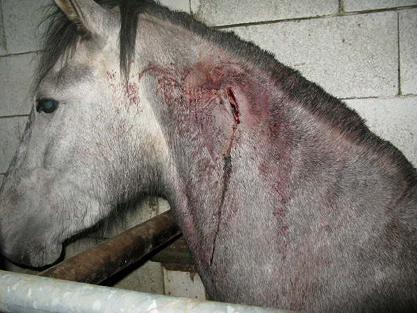 horsemeat scandal