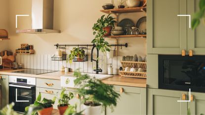picture modern kitchen with various houseplants growing in pots
