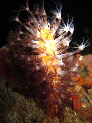 Veretillum Sea Pen Coral