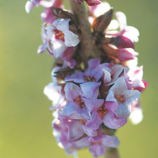 Closeup of daphne flowers on blurred green background