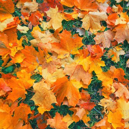 fall leaves scattered across garden lawn
