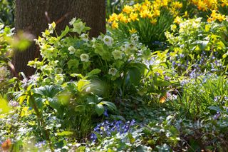 Hellebores and daffodils growing beneath tree