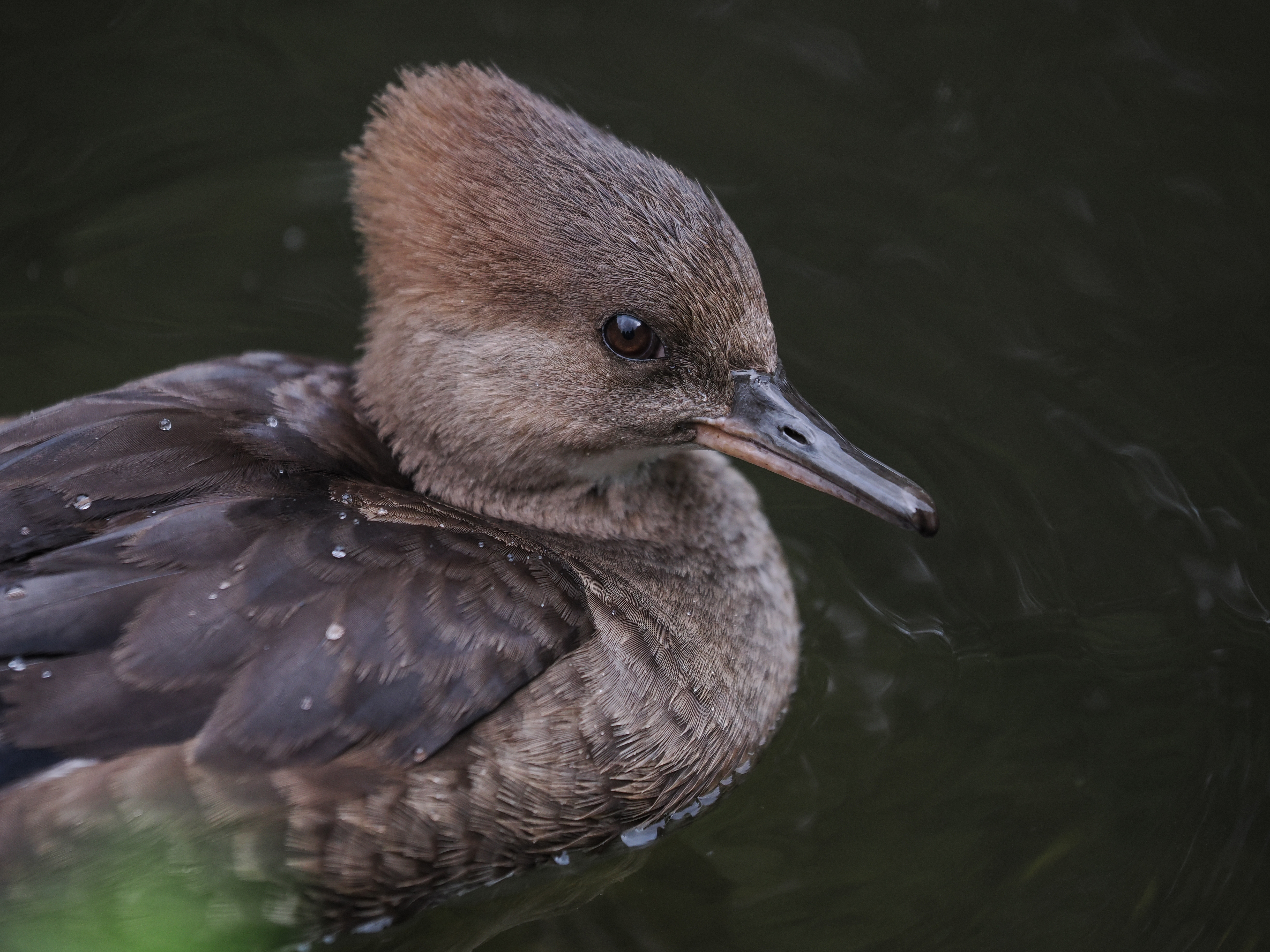 Sample bird photograph taken with the OM System M.Zuiko 50-200mm f/2.8 IS Pro on the OM System OM-1 Mark II