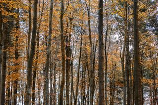 Woodland scene in autumn
