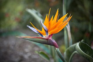 Bird of Paradise flower (Strelitzia reginae) in a garden