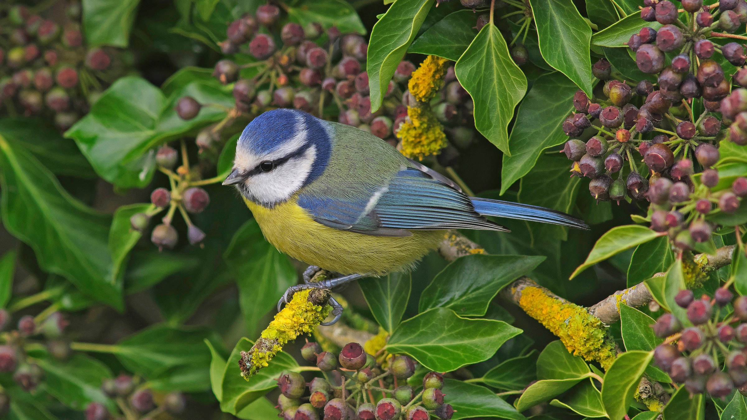 Blue tit perched in ivy bush with berries.