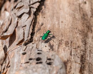 the emerald ash borer insect on a tree