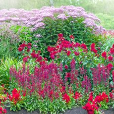 Pink and red salvias