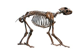 The skeleton of a short-faced bear on all fours on a white background.