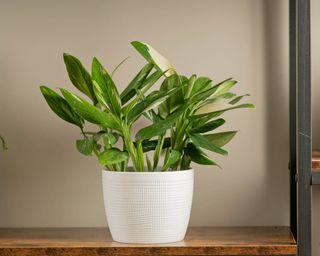 Albo pothos in white pot