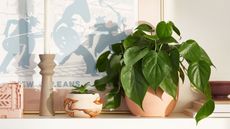 The Sill Philodendron Green plant on a mantel next to artwork