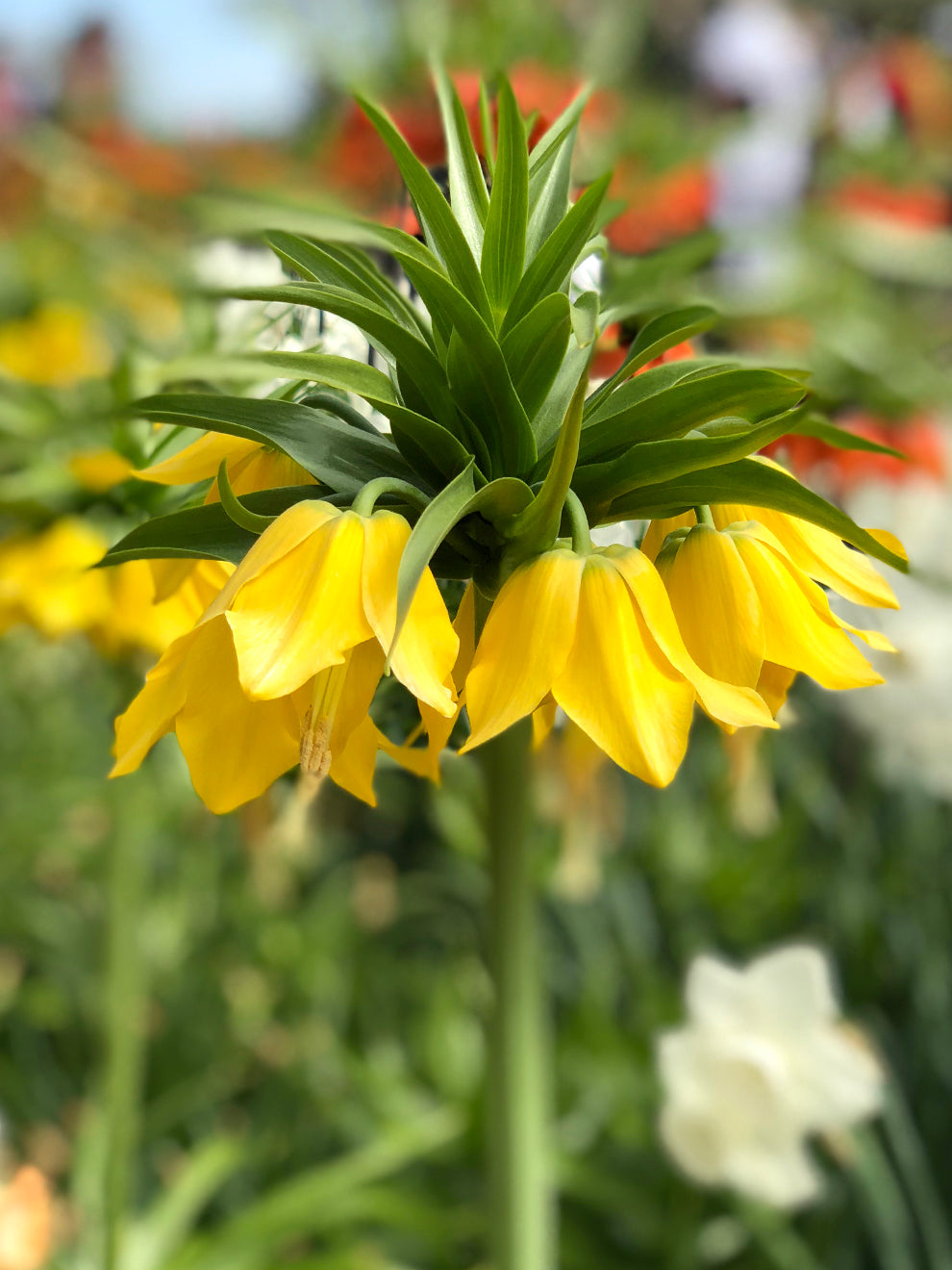 Fritillaria Imp. Lutea Maxima - Crown Imperial Yellow