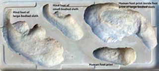 This composite cast shows a range of footprints found at the White Sands National Monument field site.