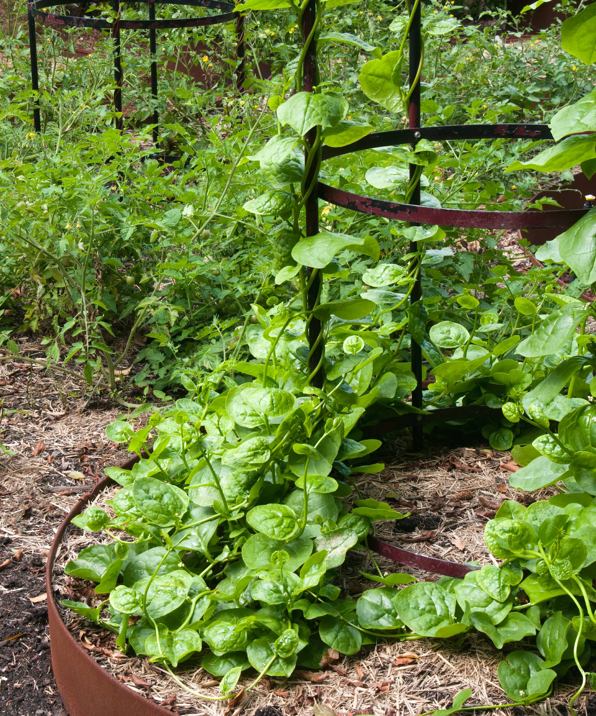 Malabar spinach growing in garden