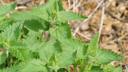 Catnip Plant