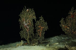 Health coral colonies
