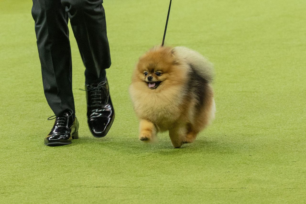 A small, fluffy orange Pomeranian trots across the green carpet of a dog show beside its handler, its thick coat bouncing as it walks.