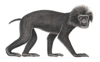 primates, endangered species
