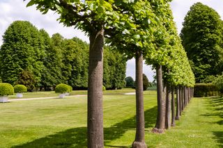 A row of pleached trees