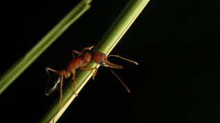An Indian jumping ant.