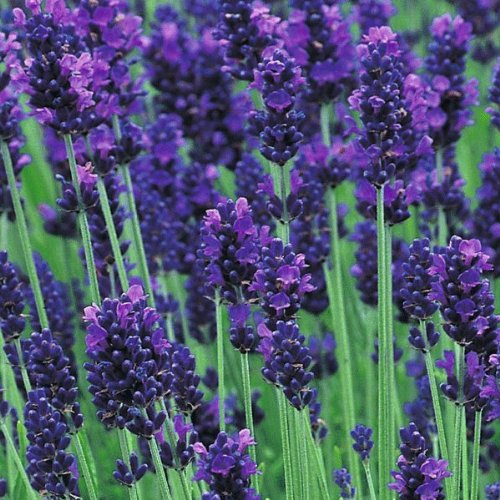 Lavandula Angustifolia 'hidcote' 12cm Pot Size