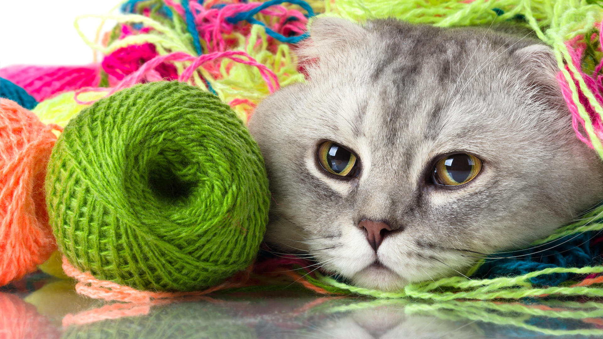 Cat underneath balls of wool