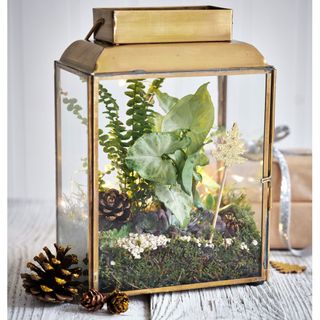 mini indoor planter created with lantern terrarium