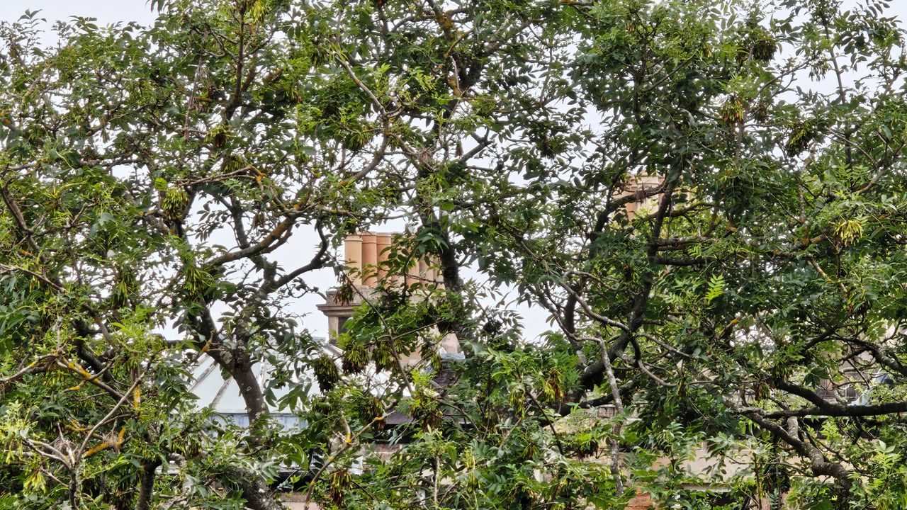 Nothing Phone (3) Photo Samples