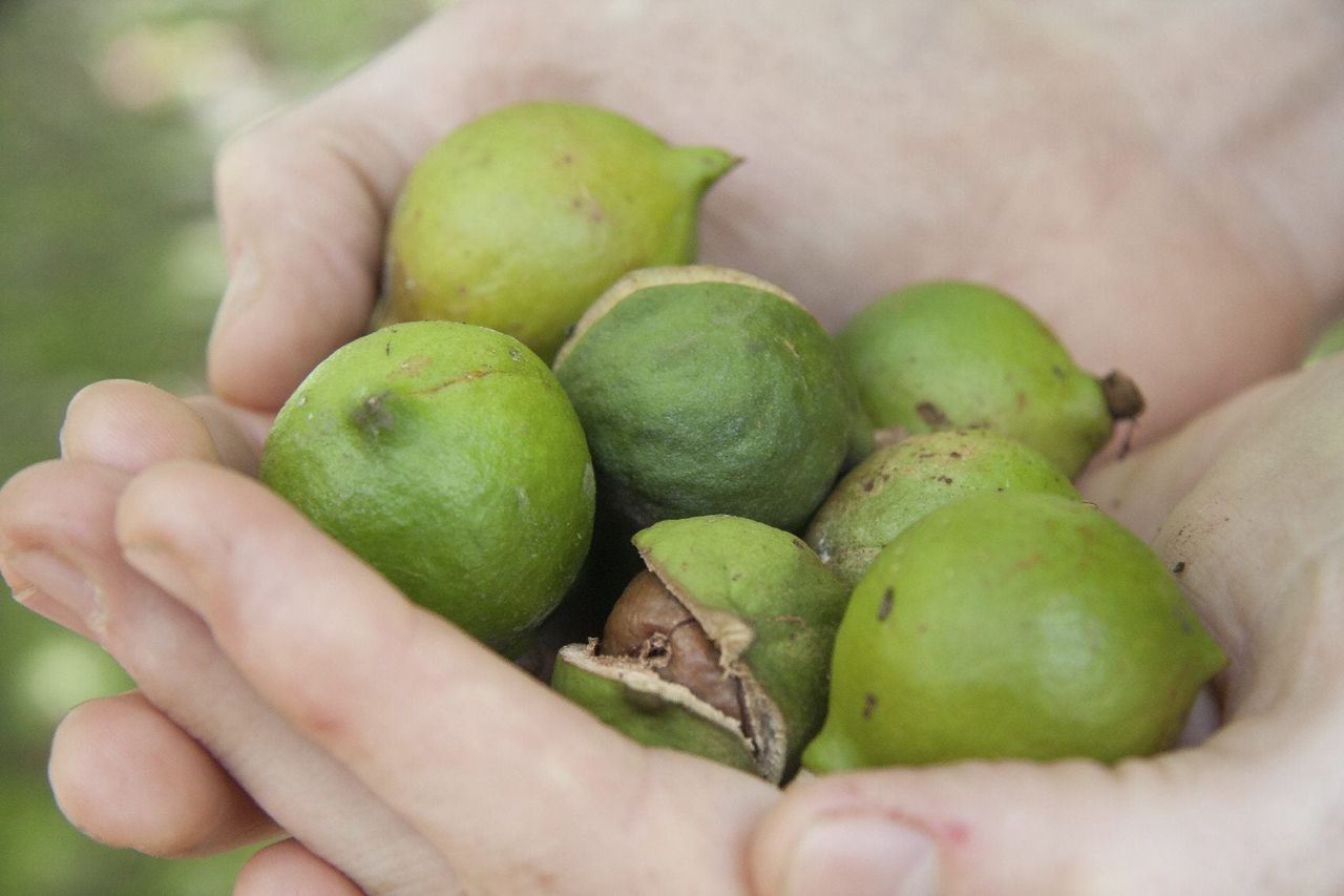 Hands Holding Macadamia Nuts