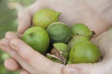 Hands Holding Macadamia Nuts