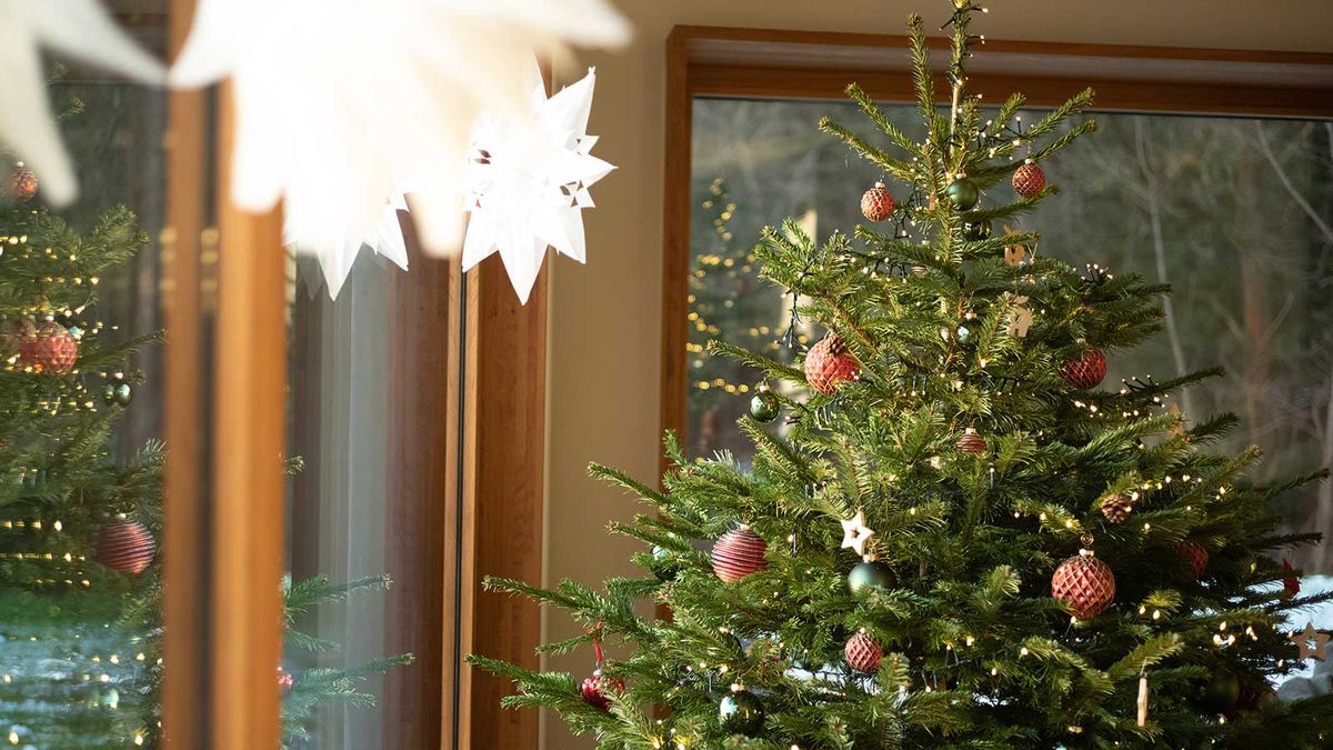 How to water your Christmas tree on vacation pro tips