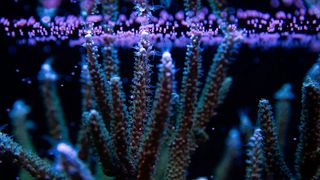 purple coral on a black backdrop