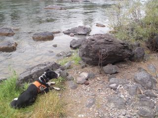 black and white dog lying down alongside stream