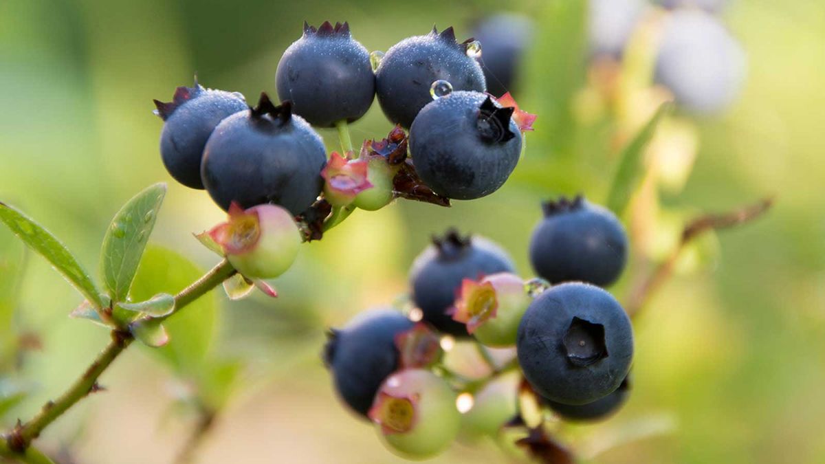 Do you need to protect a potted blueberry bush in winter