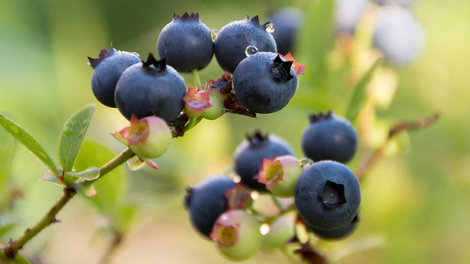 How to grow blueberries in pots expert tips for tasty fruit