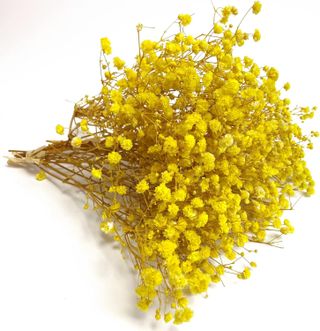 Preserved Baby's Breath dried yellow flower bunch