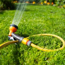 A yellow hose spraying water on a lush lawn