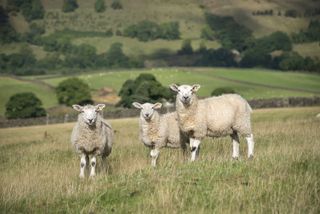 Sheep in the English landscape near Hayfield, Derbyshire.