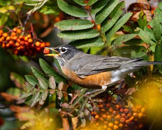 American robin feeding from berries
