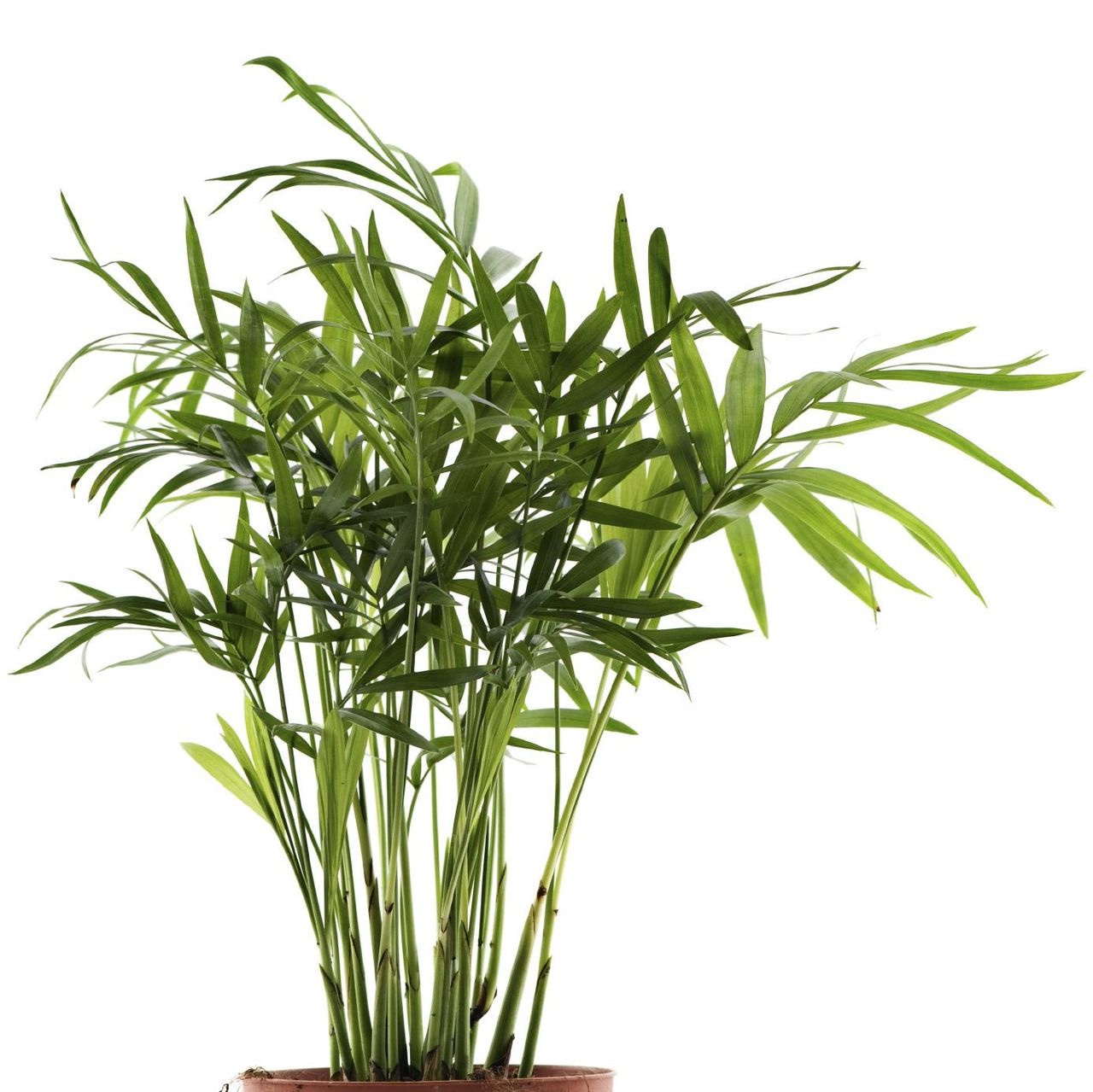 Bamboo Plant