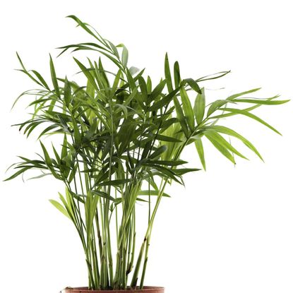 Bamboo Plant