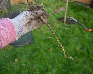 Picture of a dandelion showing its huge root system