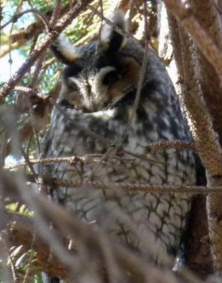 The long-eared owl was hard to see with the naked eye.