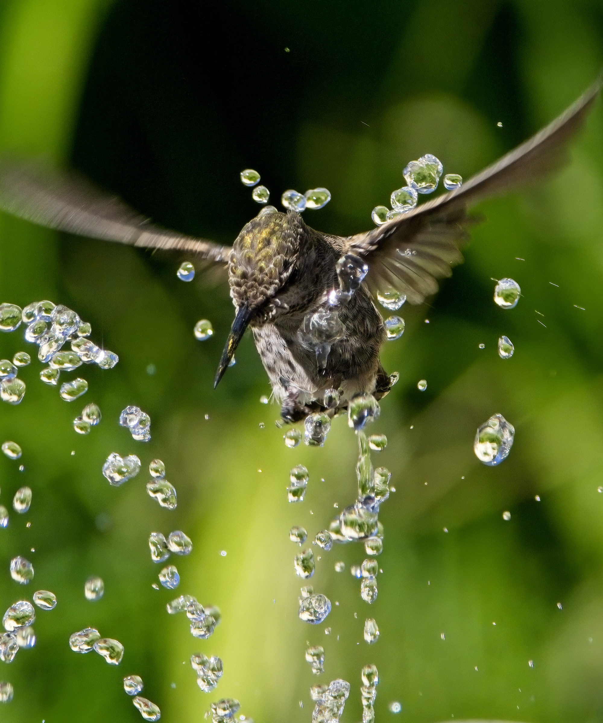 Female Anna's hummingbird playing and drinking in the water fountain in birdbath