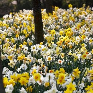 daffodil bulbs from eden brothers