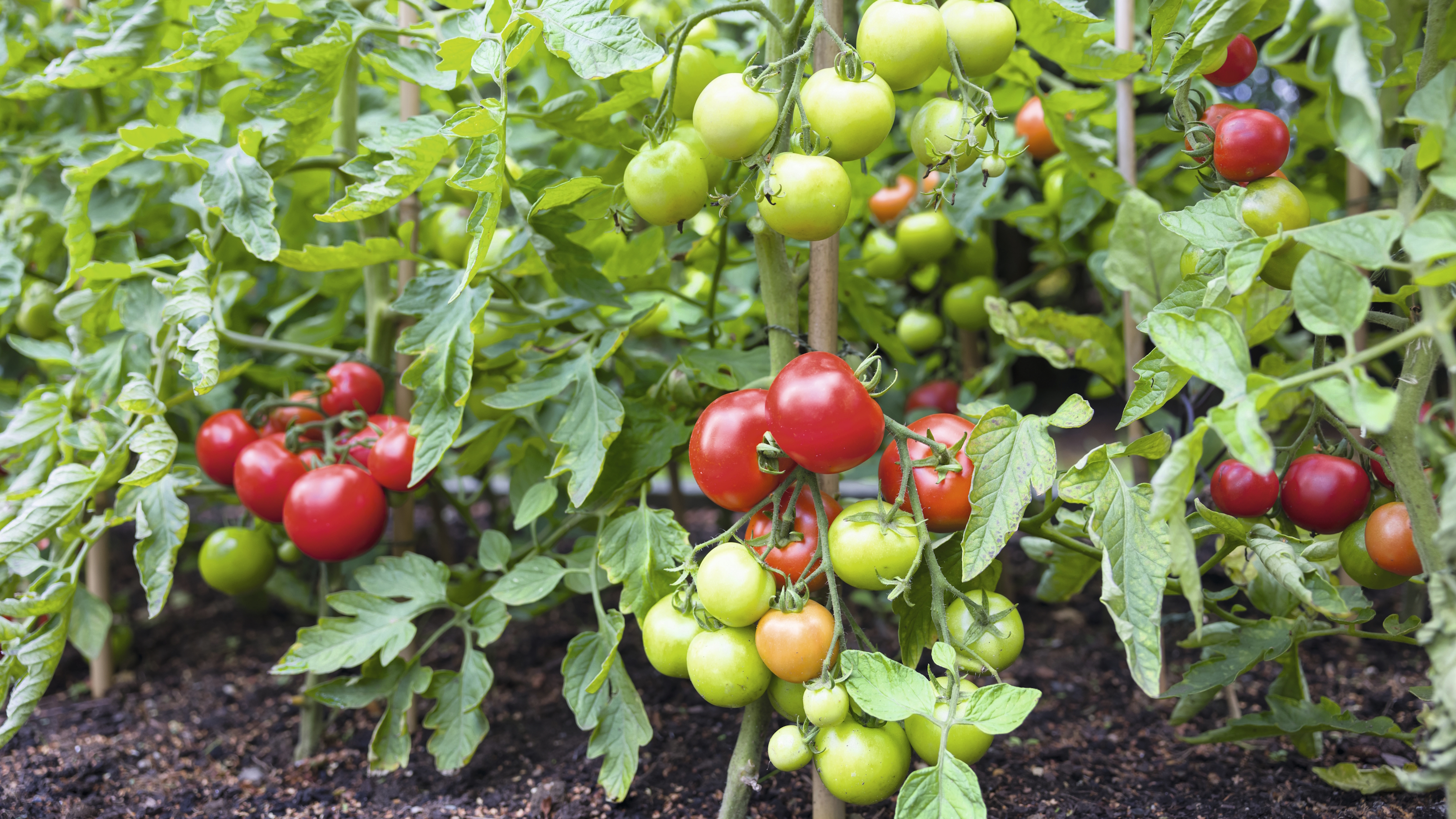 Tomato plants covered in a mix of red and green fruits in summer